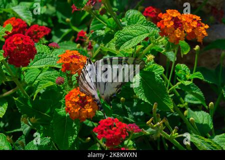 Eine Nahaufnahme eines seltenen Schwalbenschwanzschmetterlings auf lebendigen westindischen Lantana-Blüten Stockfoto