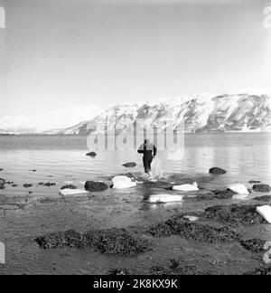 Nordnorwegen im Frühjahr 1957. Aus der Aufnahme des Films 'Nine Liv' über die Flucht des Kriegshelden Jan Baalsrud während des Zweiten Weltkriegs Jan Baalsrud wird von Jack Fjeldstad gespielt, und der Film wird aufgezeichnet, wo die Flucht stattfand. In Lyngseidet. Hier läuft Jack Fjeldstad in Richtung Sundet, wo er zwischen Eisflops schwimmen wird. Foto: Aage Storløkken / Aktuell / NTB Stockfoto