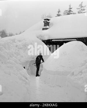 Südnorwegen, Februar 1951: Starker Schneefall über dem südlichen Teil des Landes verursachte wochenlang Chaos. Hier ist ein Mann, der seinen Weg zu seinem Haus Möwen. Die Schneefälle sind bald glatt mit dem Dach des Hauses - und um hinein zu kommen, muss man durch einen Korridor von Schnee gehen. Foto: Arne Kjus / Aktuell / NTB Stockfoto