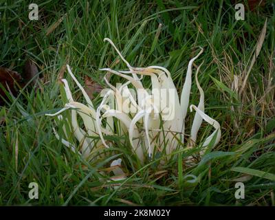 Clavaria fragilis, im Feld. Aka Feenfinger, weiße Wurmkoralle oder weiße Spindeln. Stockfoto