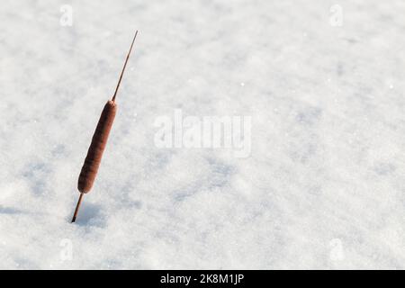 Trockene Typha-Pflanze steht in einer Schneewehe. Nahaufnahme abstraktes Naturfoto mit selektivem Fokus Stockfoto