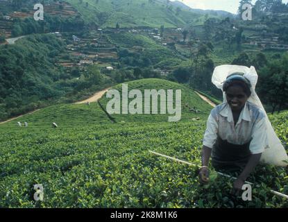 To tamilische Pflückerinnen work in den Teeplantagen von Nurya Elya. Tamilische Frauen arbeiten am häufigsten in den Teepflanzen von Nurya Elya. Stockfoto