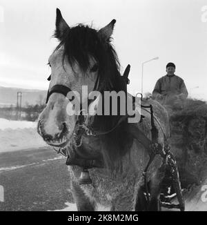 Tynset 11. Februar 1967, Bericht über Norwegens kältestes Dorf Tynset. Hier Olav Kroken, der keine Probleme hat, Pferde und Kutschen bei 30 - 40 Minus Grad zu fahren, aber es ist nicht komfortabel. Foto: Aage Storløkken / Aktuell / NTB Stockfoto