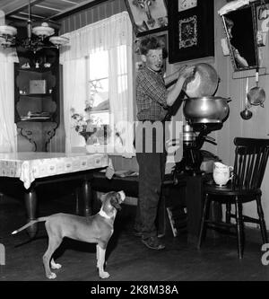 Flatdal in Telemark, August 1959. Fjellgården Ekre liegt 600 Meter über dem Meeresspiegel und in einem derart unwegsamen Gelände, dass "niemand denken würde, dass jemand es könnte BU". Die Familie betreibt natürliche Haushalte, darunter 3-4 Kühe, die gemolken werden müssen. Alle Söhne haben Pflichten auf dem Hof. So muss es sein, wenn sie alles erreichen wollen, was auf einem Bauernhof getan werden muss. Hier trennt Halvard (13) die Milch in einem Separator. Der Farmhund beobachtet genau, vielleicht wird es auch einen Spritzer darauf geben. Foto: Aage Storløkken / Aktuell / NTB Stockfoto