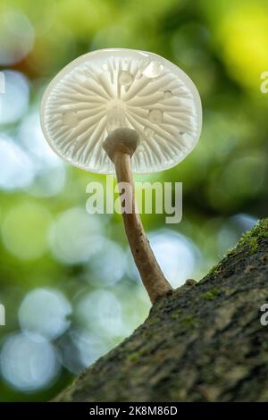 Porzellanpilz (Oudemansiella mucida), wächst auf dem Stamm einer Buche im Oktober oder Herbst, England, Großbritannien. Ansicht von Unterseite und Kiemen. Stockfoto