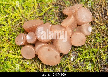 Buchenscheibenpilze (Neobulgaria pura), Gelee-ähnlicher Pilz, der im Herbst oder Oktober auf einem umgestürzten Stamm einer Buche wächst, West Sussex, England, Großbritannien Stockfoto