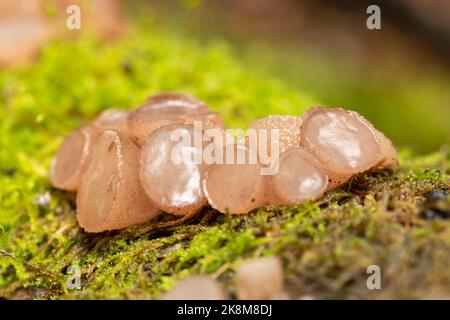 Buchenscheibenpilze (Neobulgaria pura), Gelee-ähnlicher Pilz, der im Herbst oder Oktober auf einem umgestürzten Stamm einer Buche wächst, West Sussex, England, Großbritannien Stockfoto