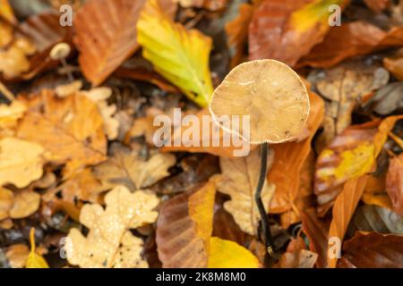 Pilz oder Zehenstocker wachsen in Laubwäldern zwischen heruntergefallenen bunten Herbstblättern, Großbritannien Stockfoto