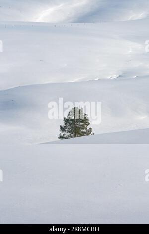 Einsame immergrüne Kiefer auf leeren Hügellandschaft unter Schnee im Winter an sonnigen Tagen in Zlatibor, Serbien Stockfoto
