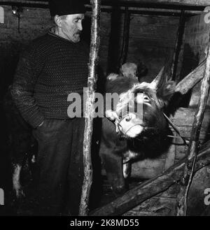 Argehovd nördlich von Møsvatn, Hardangervidda. März 1966. Åsmund Løvås (84) lebt und betreibt mit seinen beiden Söhnen den Hof Argehovd weit in Hardangervidda. Jagd und Fallenlassen gehören zu ihrem Alltag. Hier Åsmund in der Scheune. Foto: Aage Storløkken / Aktuell / NTB Stockfoto