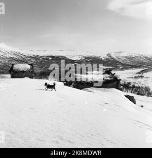 Argehovd nördlich von Møsvatn, Hardangervidda. März 1966. Åsmund Løvås (84) lebt und betreibt mit seinen beiden Söhnen den Hof Argehovd weit in Hardangervidda. Jagd und Fallenlassen gehören zu ihrem Alltag. Hier ihr Hund, lupi. Foto: Aage Storløkken / Aktuell / NTB Stockfoto