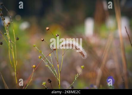 Setaria viridis-Pflanze im Frühherbst mit Tau bedeckt - Nahaufnahme Stockfoto