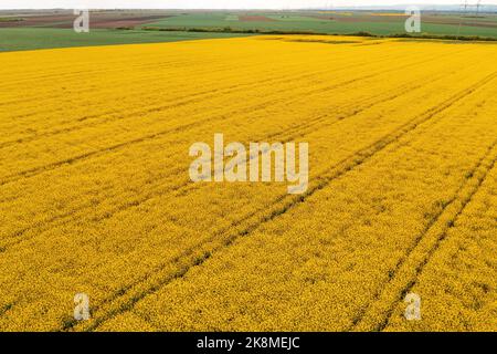 Luftaufnahme der schönen Kulturlandschaft mit Raps-, Weizen- und Maispflanzenfeldern, Drohne pov Stockfoto