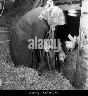 Dalen in Telemark, Februar 1955. Ingerine und Gorine Schvenius (83 und 81 Jahre alt) leben allein auf dem Platz ROI oder Rui im Tal des Telemark. Auf diesem kleinen Platz hoch oben in der Bergwelt steht die Zeit still. Drei Hühner sind derzeit die einzige Tierwelt auf dem Platz. Hier ist Ingerine, die auf die Hühner schaut. Foto: Aage Storløkken / Aktuell / NTB Stockfoto