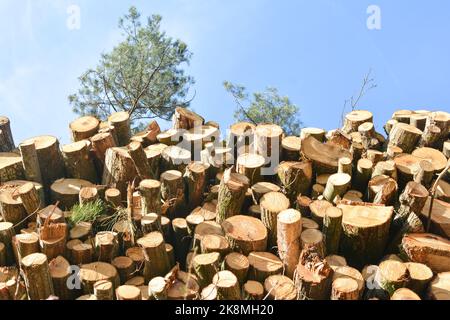 Stapel von Holzstämmen Lagerung in einem Wald Stockfoto