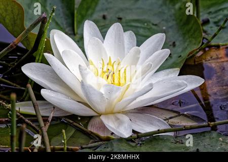 Weiße Wasserlilie in voller Blüte Stockfoto