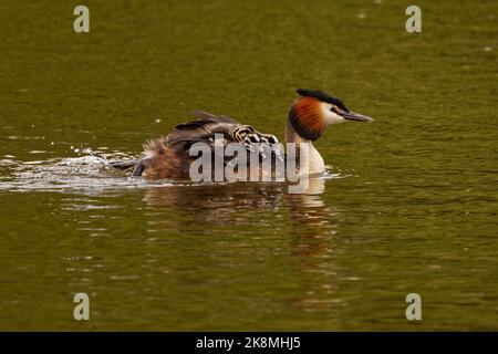 Ein großer ausgeruhter Grebe, der zwei Küken auf dem Rücken trägt Stockfoto