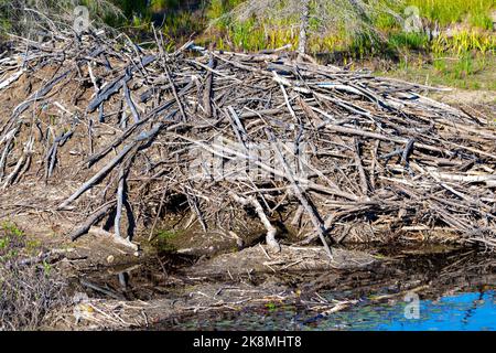 Beaver Lodge zeigt Biber Eingang im Sommer. Beaver-Konstruktion. Stockfoto