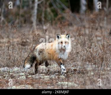 Red einzigartige Fuchs Nahaufnahme Profil läuft zu Ihnen in der Frühjahrssaison in seiner Umgebung und Lebensraum mit verschwommenem Hintergrund. Fox-Bild. Bild. Hochformat. Stockfoto