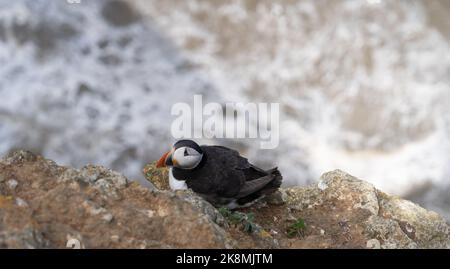 Puffin brütet auf einer Klippe an der zerklüfteten britischen Küste Ansicht von oben Blick nach unten Portraitansicht mit schwarzen und weißen Federn und orange und schwarz b Stockfoto