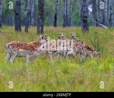 Rehe Nahaufnahme Profil Ansicht auf dem Feld mit Gras und Bäumen Hintergrund in ihrer Umgebung und Umgebung Lebensraum. Bild „Brachhirse“. Stockfoto