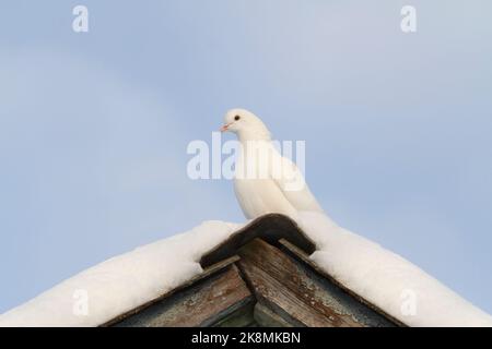 Weiße Taube Symbol des Friedens sitzt auf einem Dach mit Schnee bedeckt Stockfoto