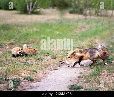 Füchse traben, spielen, kämpfen, feigen, interagieren mit einem Konfliktverhalten in ihrer Umgebung und ihrem Lebensraum mit einem verschwommenen Waldhintergrund. Stockfoto