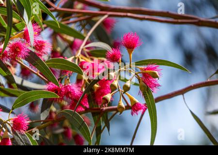 Knospen und rosa Blüten eines blühenden Eukalyptus leucoxylon megalocarpa-Baumes aus der Nähe. Stockfoto