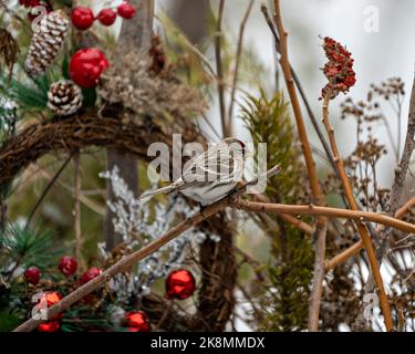 Red Poll Vogel thronte in der Wintersaison auf einem Weihnachtskranz mit Schnee und verschwommenem Hintergrund in seiner Umgebung und Umgebung. Kranzbild. Stockfoto