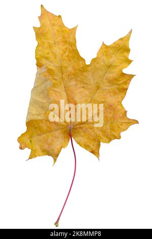 Trocken vergilbt Herbst Ahornblatt auf weißem Hintergrund, isolieren Stockfoto