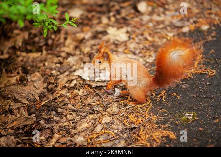 Red eurasischen Eichhörnchen im Park Stockfoto