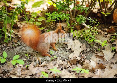 Red eurasischen Eichhörnchen im Park Stockfoto