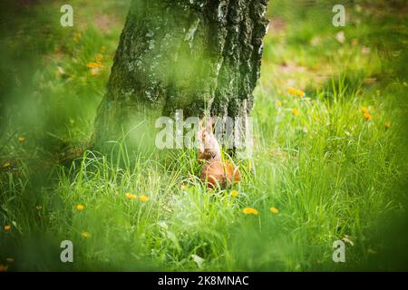 Red eurasischen Eichhörnchen im Park Stockfoto