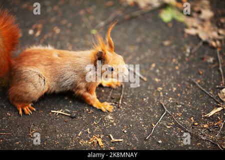 Red eurasischen Eichhörnchen im Park Stockfoto