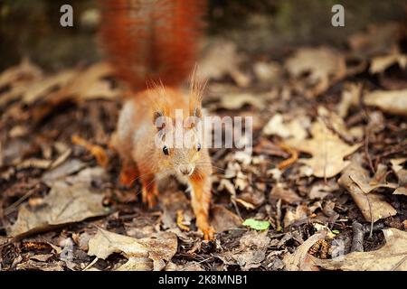 Red eurasischen Eichhörnchen im Park Stockfoto