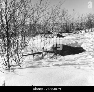 Finnmark 1952. Sami-Heimatverteidigungssoldaten auf Rentierpatrouille Übung auf Finnmarksvidda. Die Vorladung bringt ihre eigenen Rentiere, die der Heimatschutz NOK zahlt. 2,50 pro Tag in den 14 Tagen dauert die Übung. Die Sami haben keine Uniformen, sind aber mit der HV-Markierung im Park zufrieden, die Rekruten würden im Winter mit Uniform erfrieren. Hier sehen wir HV-Schiffspatrouille ohne Skier mit Schusswaffen, die abgefeuert werden, um den Feind abzufeuern. Foto: Aktuell Stockfoto