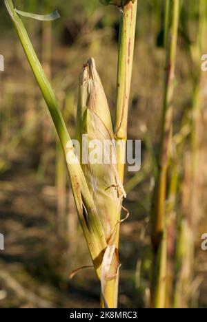 Geschlossenes Maisohr isoliert im Feld noch grüne Farbe im trockenen Feld Stockfoto