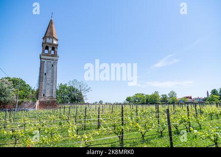 Die Weinberge des Venessa Wine Resort auf der Insel Mazzorbo neben Burano in Venedig, Italien Stockfoto