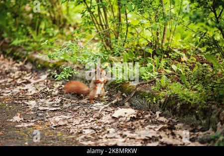 Red eurasischen Eichhörnchen im Park Stockfoto