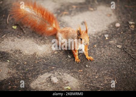 Red eurasischen Eichhörnchen im Park Stockfoto