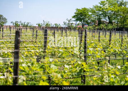 Die Weinberge des Venessa Wine Resort auf der Insel Mazzorbo neben Burano in Venedig, Italien Stockfoto