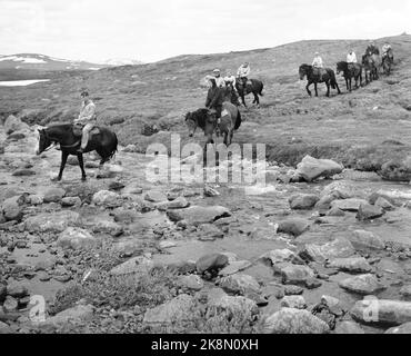 Hardangervidda 19560728 der Tourismusverband organisiert eine Reittour auf Hardangervidda für norwegische und englische Touristen, die noch nie zuvor auf einem Pferd gesessen haben. Hier ist ein Fluss. Foto; Aage Storløkken / Aktuell / NTB Stockfoto