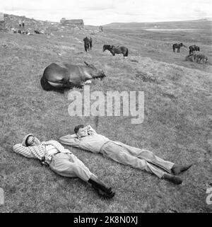 Hardangervidda 19560728 der Tourismusverband organisiert eine Reittour auf Hardangervidda für norwegische und englische Touristen, die noch nie zuvor auf einem Pferd gesessen haben. Foto; Aage Storløkken / Aktuell / NTB Stockfoto