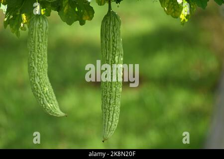 Unreife Bittermelone. Stockfoto