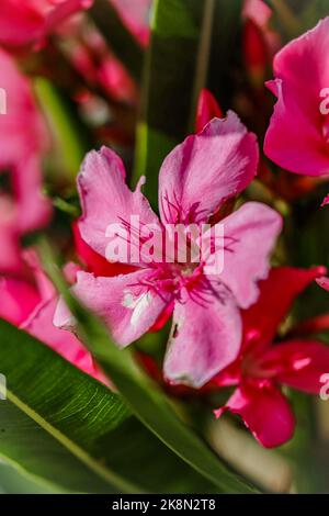 Die vertikale Nahaufnahme einer Oleander-Blumenzwiebel, die mit grünen Blättern wächst Stockfoto