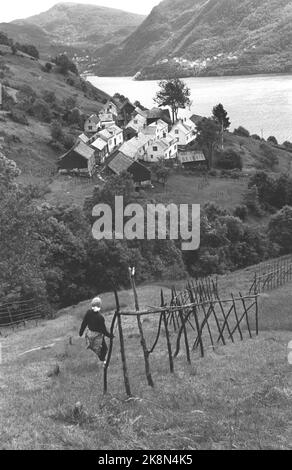 Osterøy 19680727. Havråtunet in Osterøy in Hordaland ist ein Hof, in dem die Vergangenheit noch lebt. Um das Jahr 1300 war Havråtunet ein gut etablierter Bauernhof. Hier tupfen der heisere und das Meer im Hintergrund. Foto: Sverre Børretzen Current / NTB Stockfoto