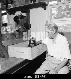 Gabun, Lambaréné, 1959. Hier befindet sich das 1913 gegründete Krankenhaus von Albert Scweitzer. Hier ist Dr. Albert Schweitzer (84) mit einem kleinen Schimpansenjungen zu sehen. Foto: Sverre A. Børretzen / Aktuell / NTB Stockfoto