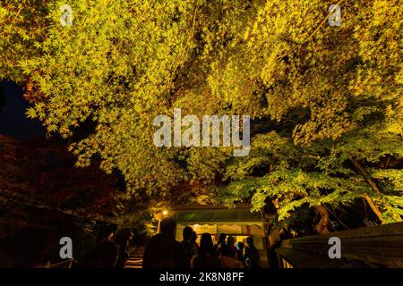 Kyoto, 15 2013. NOVEMBER - nächtliche Herbstlandschaft im Zenrin-ji-Tempel Stockfoto