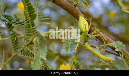 Grüne Luchs-Spinne mit einer Larwa, die auf einem grünen Baum mit unscharfem Hintergrund sitzt, selektiver Fokus. Makrobild einer grünen Luchsspinne mit ihrer Beute. Stockfoto