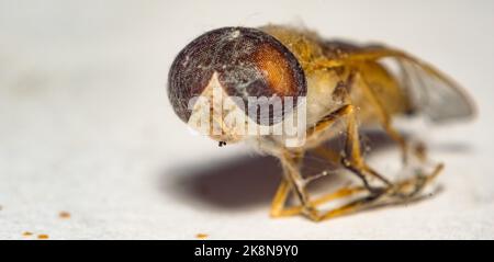 Nahaufnahme einer Pferdefliege, eingewickelt in ein Spinnennetz mit weißem Hintergrund, selektiver Fokus. Ein totes Pferd fliegt von einer Spinne gefangen. Stockfoto